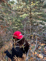 Load image into Gallery viewer, Klipsz Snapback
